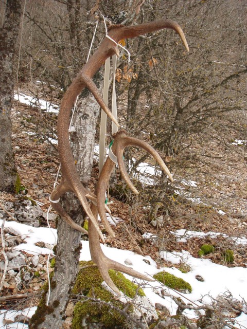 PASSIONE PER IL CERVO